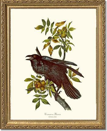 Raven, Common - Charting Nature