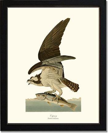 Osprey - Charting Nature