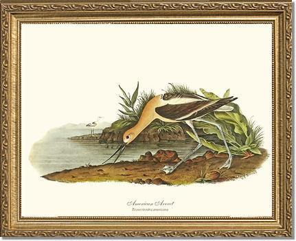 Avocet, American - Charting Nature