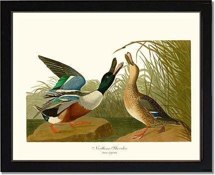 Duck, Northern Shoveler - Charting Nature