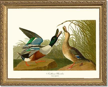 Duck, Northern Shoveler - Charting Nature