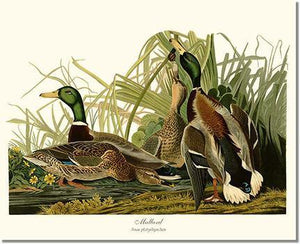 Bird Print: Duck, Mallard