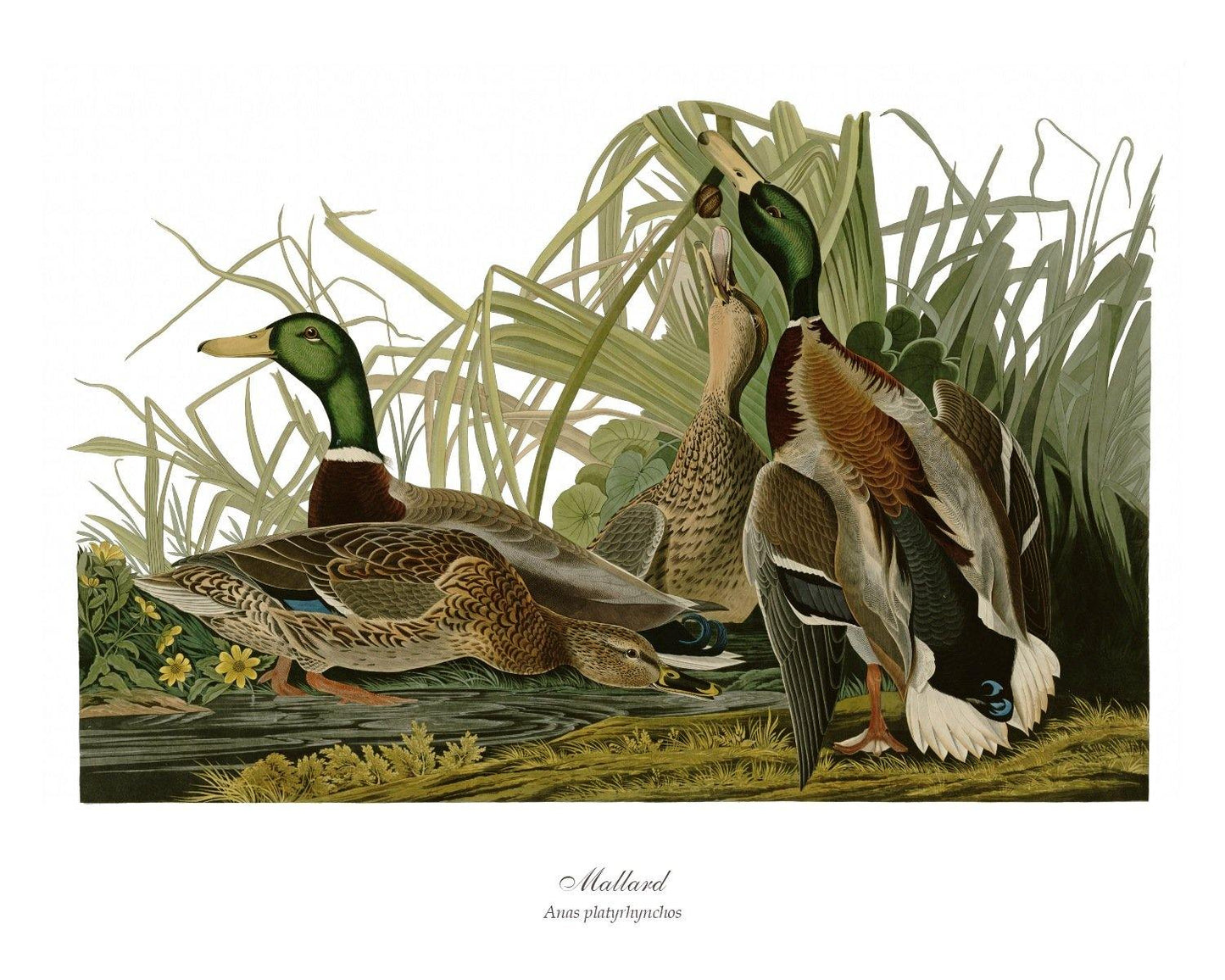 Mallard Duck - Charting Nature