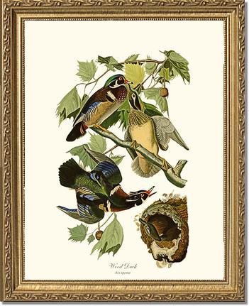 Wood Duck | Wildbird Wall Art Print