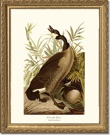 Canada Goose | Wildbird Wall Art Print