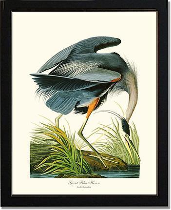 Heron, Great Blue - Charting Nature