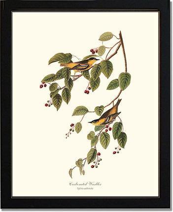 Warbler, Carbonated - Charting Nature