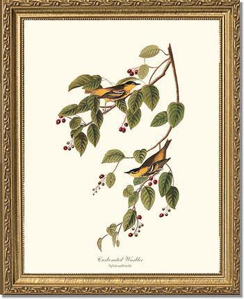 Warbler, Carbonated - Charting Nature