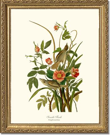 Seaside Finch | Wildbird Wall Art Print