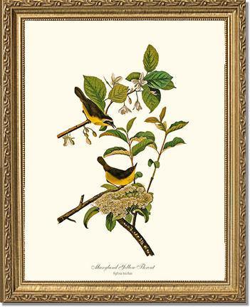 Yellowthroat, Maryland - Charting Nature