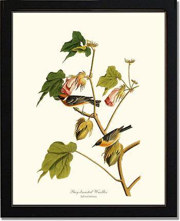 Warbler, Bay-breasted - Charting Nature