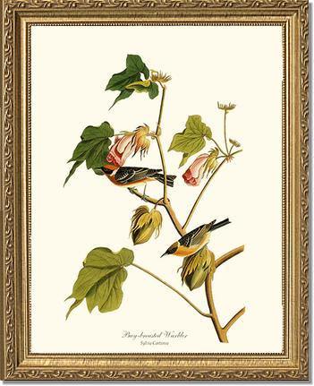 Warbler, Bay-breasted - Charting Nature