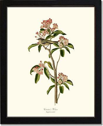 Cuviers Wren - Charting Nature