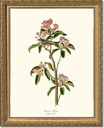 Cuviers Wren - Charting Nature