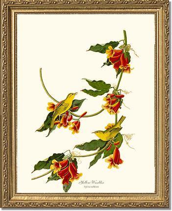 Yellow Warbler - Charting Nature