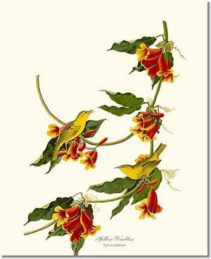Bird Print: Yellow Warbler