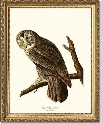 Great Grey Owl - Charting Nature