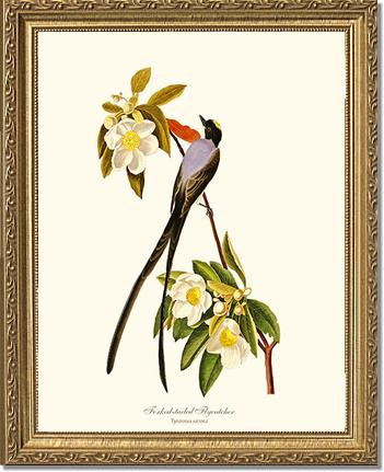 Flycatcher, Fork-tailed | Wildbird Wall Art Print