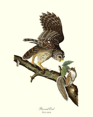 Audubon Barred Owl - Hoot Owl - Wall Art Print 