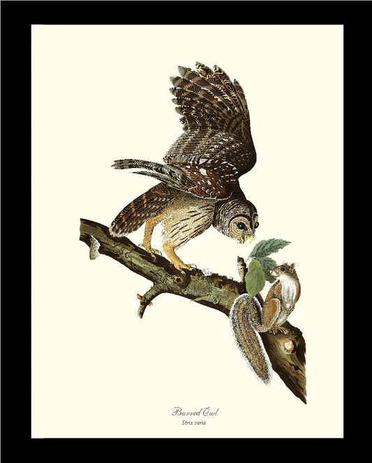 Audubon Barred Owl - Hoot Owl - Wall Art Print