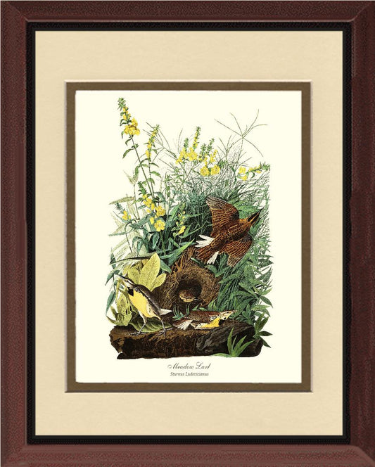 Meadow Lark - Charting Nature