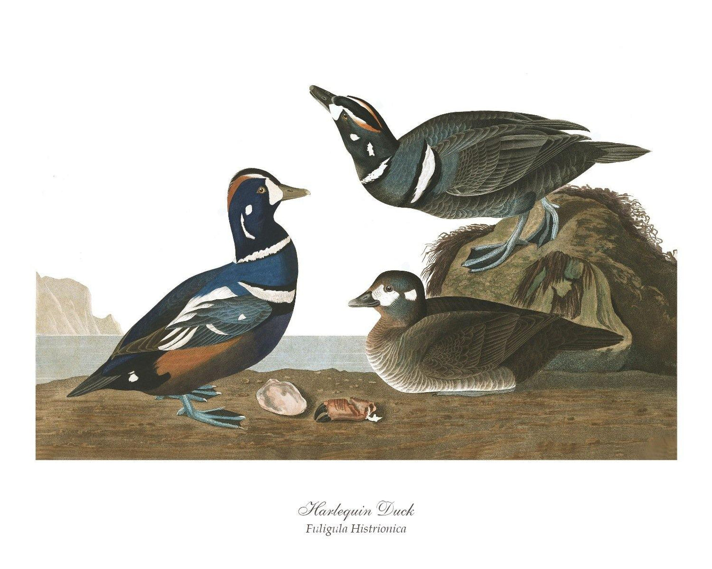 Harlequin Duck - Charting Nature