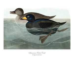 American Scoter Duck - Charting Nature
