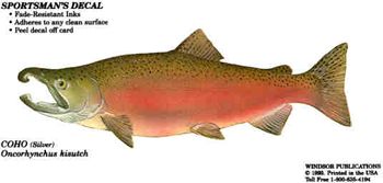 Coho - Male