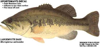 Largemouth Bass
