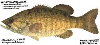 Smallmouth Bass Decal