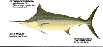 Blue Marlin