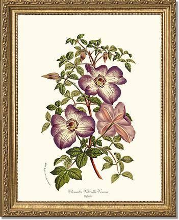 Clematis | Flower/Floral Art Print