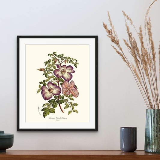 Clematis | Flower/Floral Art Print