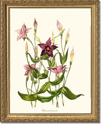 Chironia | Flower/Floral Art Print