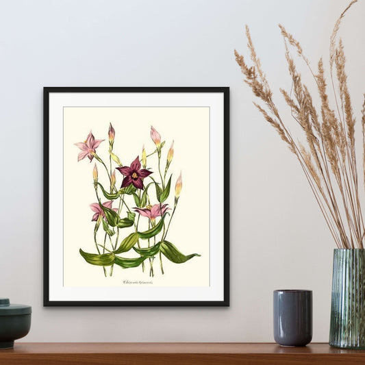 Chironia | Flower/Floral Art Print