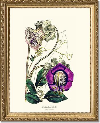 Cathedral Bells | Flower/Floral Art Print