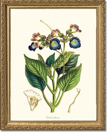 Chirita | Flower/Floral Art Print