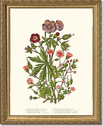 Cranesbill | Flower/Floral Art Print