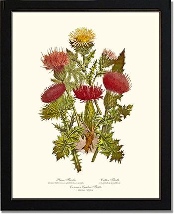 Thistles | Flower/Floral Art Print