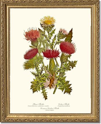 Thistles | Flower/Floral Art Print