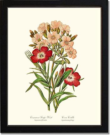 Soapwort and Corn Cockle | Flower/Floral Art Print