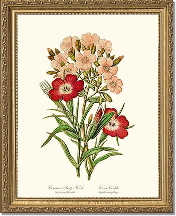 Soapwort and Corn Cockle | Flower/Floral Art Print