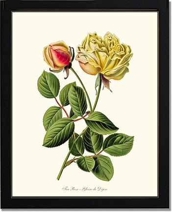 Rose Wall Art Print: Gloire de Dijon - Vintage Botanical Wall Decor- Charting Nature