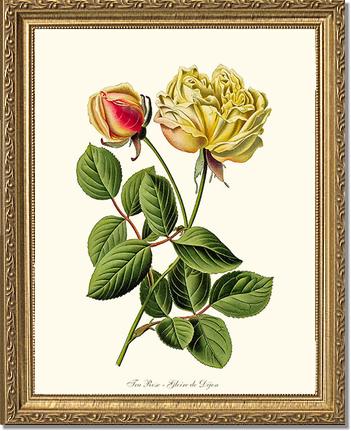Rose Wall Art Print: Gloire de Dijon - Vintage Botanical Wall Decor- Charting Nature