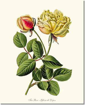 Rose Print: Gloire de Dijon