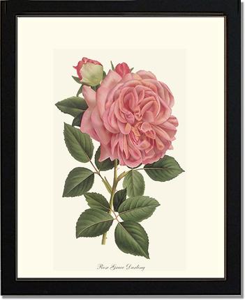 Rose Wall Art Print: Grace Darling - Vintage Botanical Wall Decor- Charting Nature