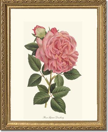 Rose Wall Art Print: Grace Darling - Vintage Botanical Wall Decor- Charting Nature