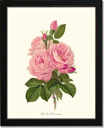 Rose Wall Art Print: La Vierzonnaise - Vintage Botanical Wall Decor- Charting Nature