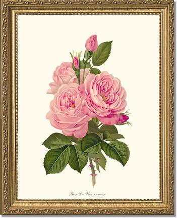 Rose Wall Art Print: La Vierzonnaise - Vintage Botanical Wall Decor- Charting Nature