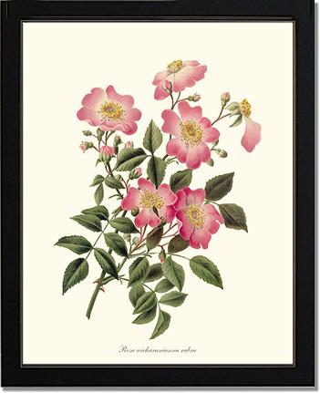 Rose Wall Art Print: Wichuraiana rubra - Vintage Botanical Wall Decor- Charting Nature